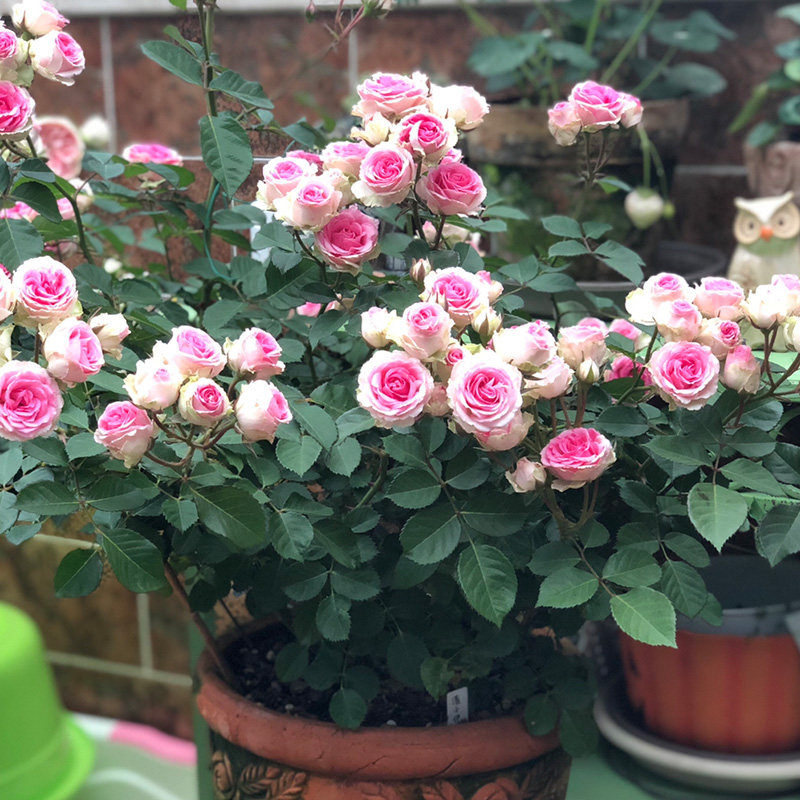 四季玫瑰花苗盆栽灌小伊甸园阳台室内花园绿植物多头浅粉月季花卉