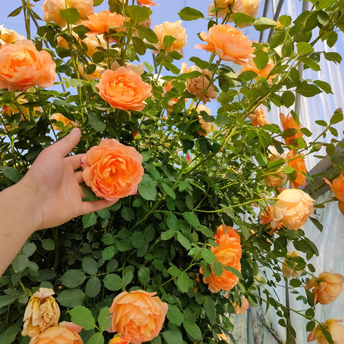 花苗花苗四季植物爬藤蔷薇