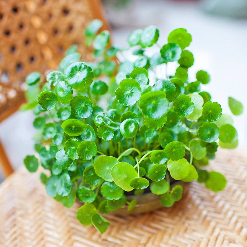 阳台水养铜钱草苗盆栽室内水培花卉植物桌面绿植观叶花卉绿植