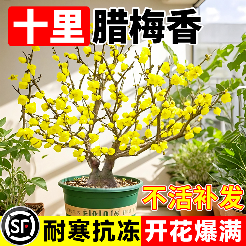 耐寒室外盆景四季腊梅花