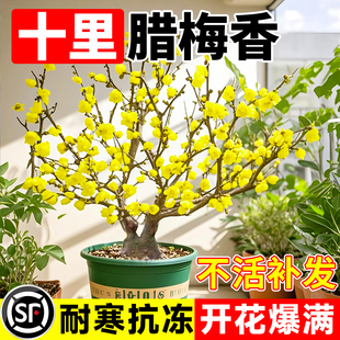 腊梅花室外盆栽浓香素心蜡梅红梅花室内梅花盆景老桩四季耐寒植物