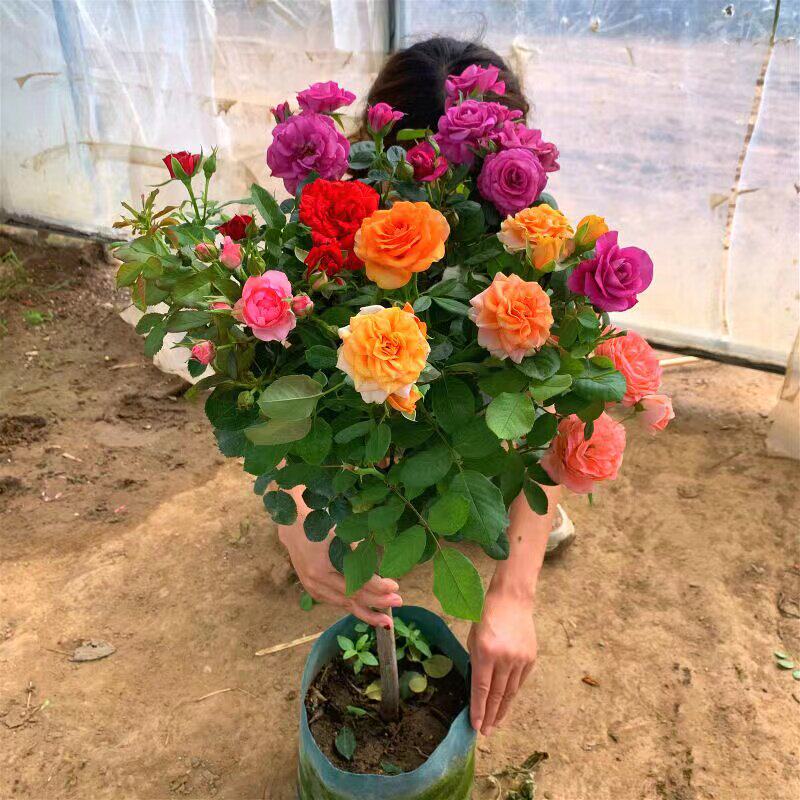 树状月季大花高杆嫁接棒棒糖型树桩盆栽多季开花别墅庭院浓香花卉