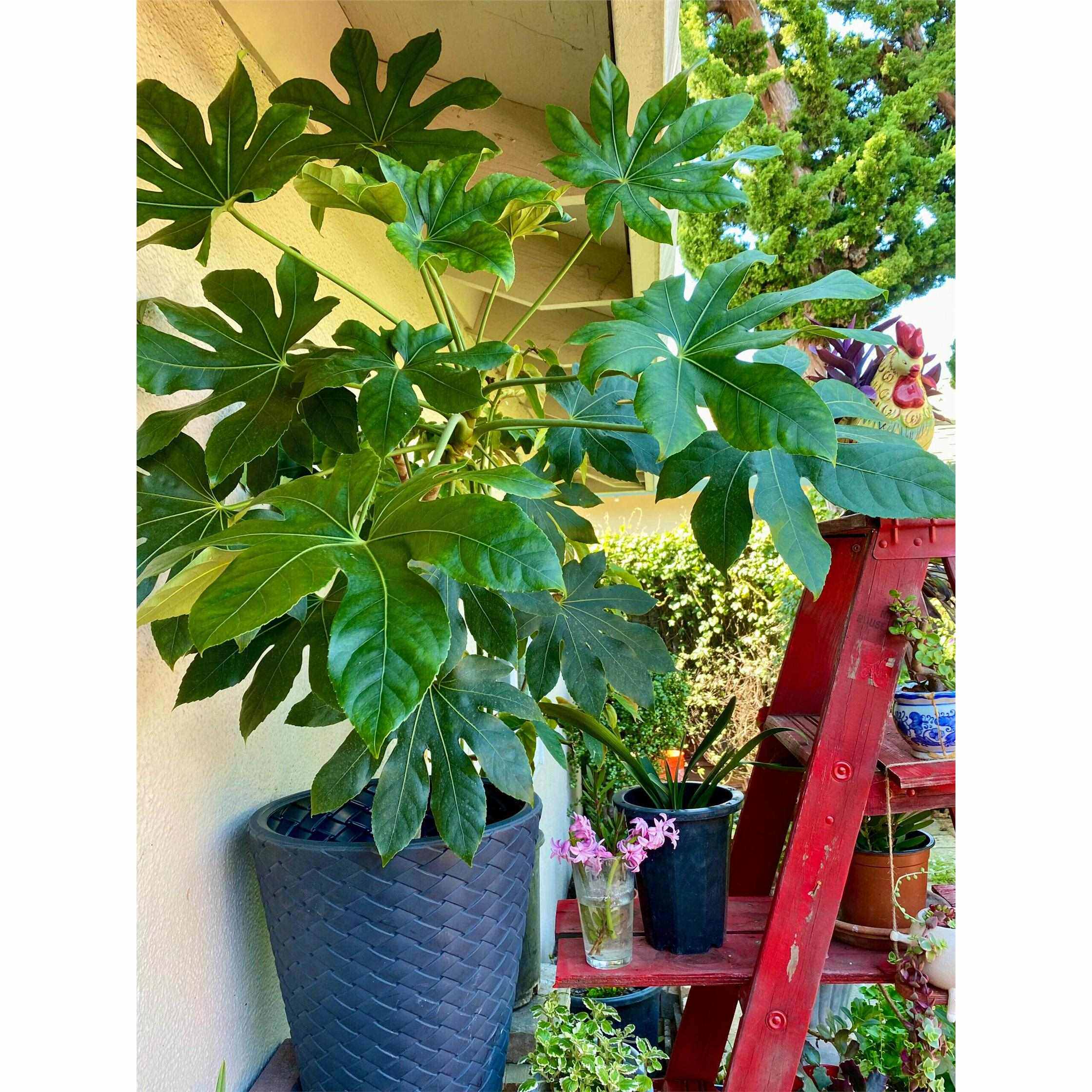 八角金盘盆栽庭院花园花镜造景植物四季常青耐阴耐寒观叶好养植物