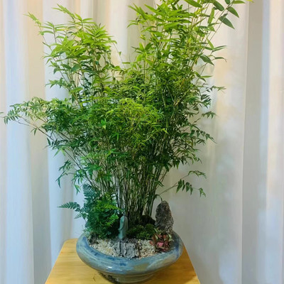 庭院小型盆景室内植物