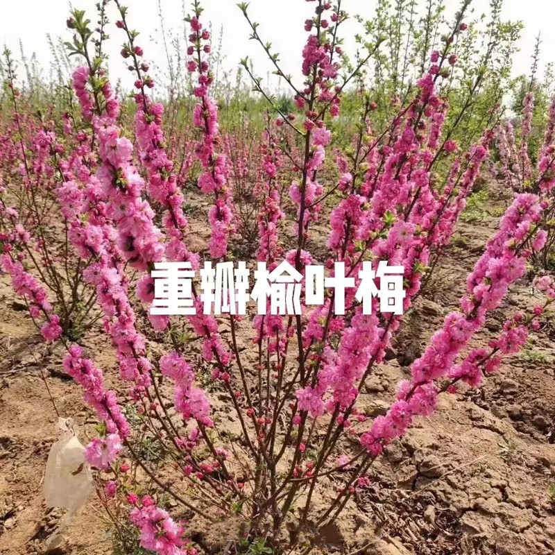 梅花树苗重瓣小花榆叶梅树苗