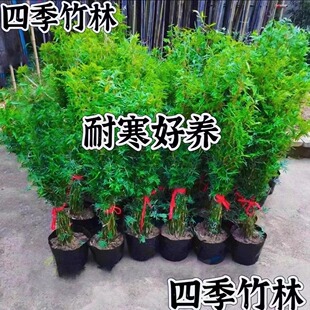米竹盆栽丛生凤尾竹观音竹庭院植物阳台水培绿植好养盆景青竹子苗