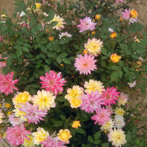 微型月季花苗四季开花阳台