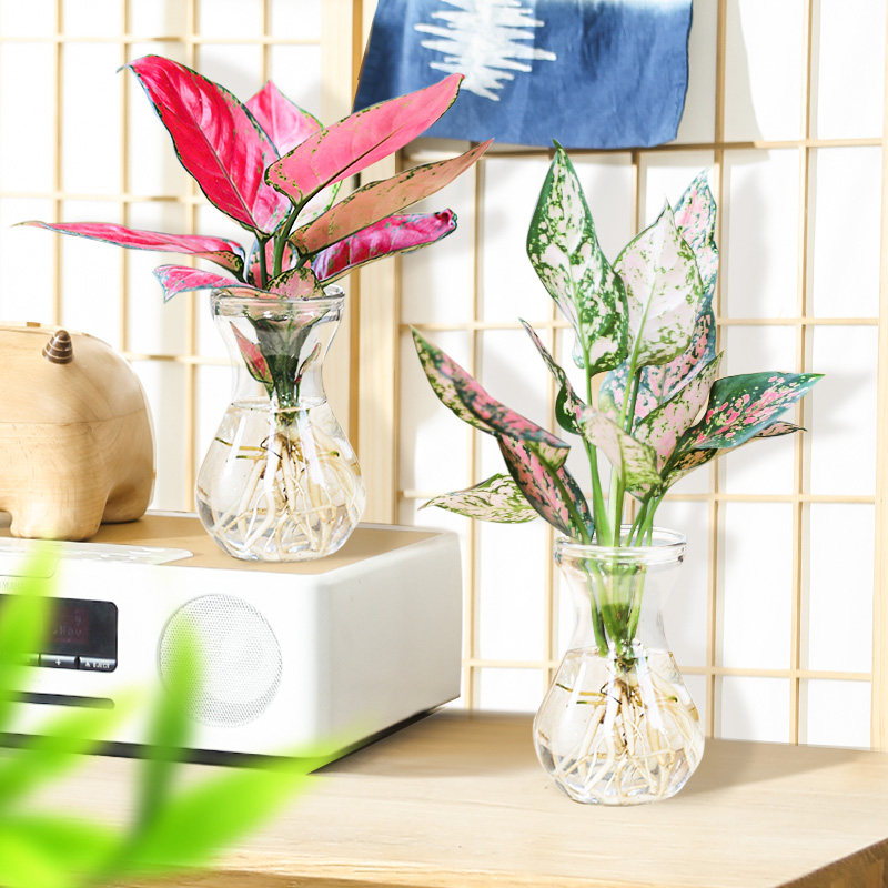 水培植物四季水生白掌如意九里香