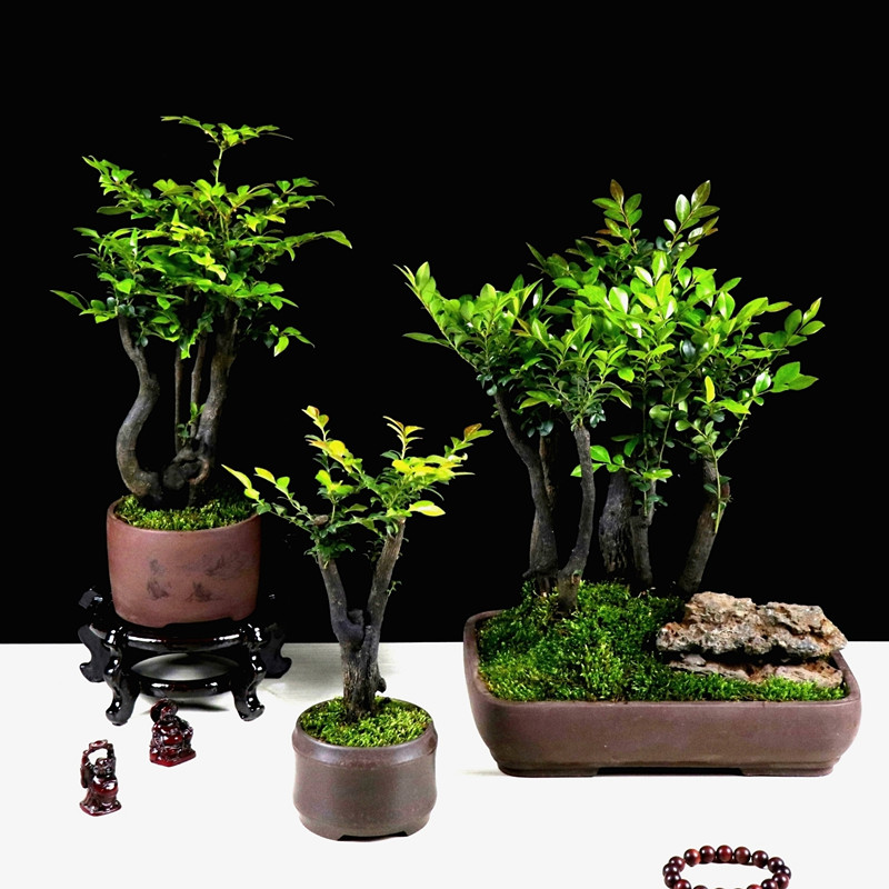 黑骨茶盆栽小叶紫檀木黑檀木树桩盆景植物绿植花卉盆栽带土原盆