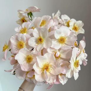 新品萨利福尔摩斯月季花可藤可灌抗病性好勤花丰花长势快