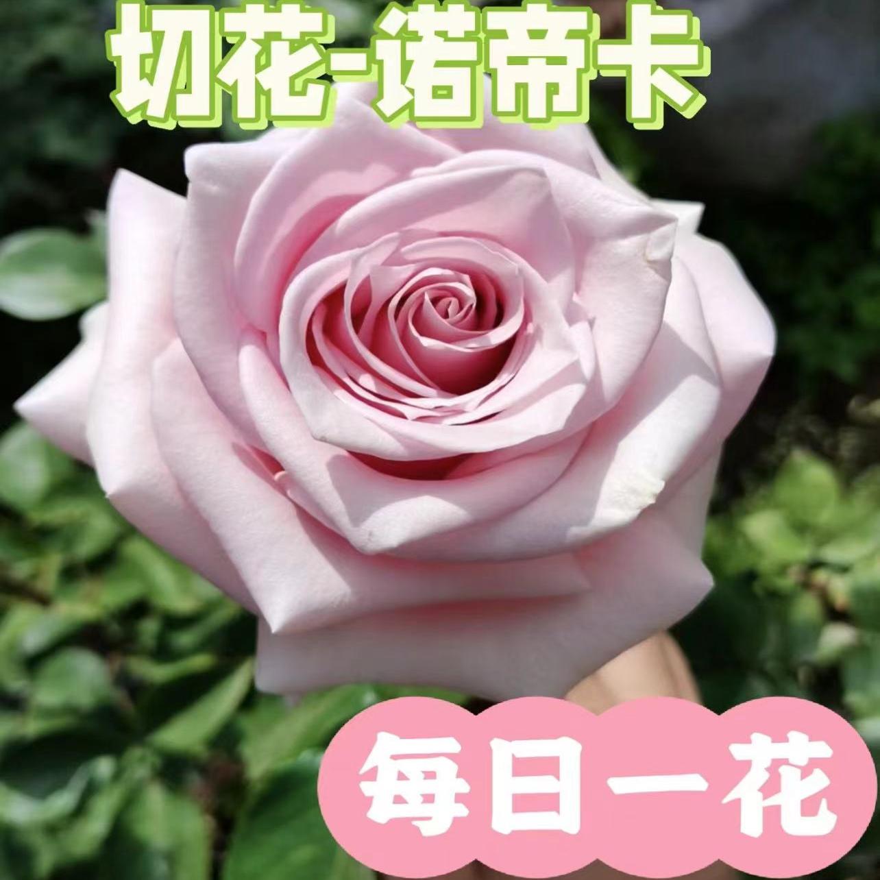 新品 诺帝卡Nautica大花玫瑰月季花苗多季开花灌木阳台庭院盆栽