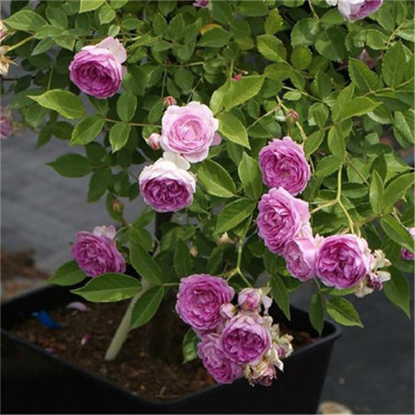 玛姬婶婶大花带花苞植物扦插花苗月季花卉盆栽阳台,鲜花速递/花卉仿真/绿植园艺,月季/蔷薇/玫瑰,淘宝优惠券,粉丝福利购,淘宝优惠卷