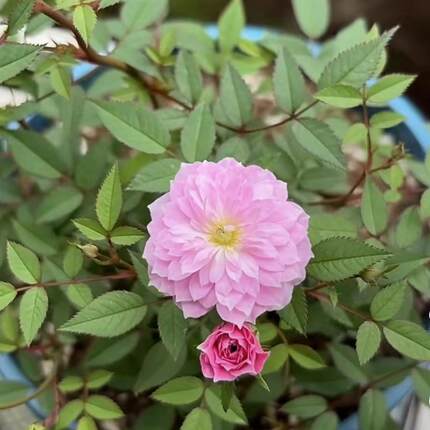 月瞳月季  姬月季  超微月季 稀有品种 小轮 迷你粉色 绿植盆栽