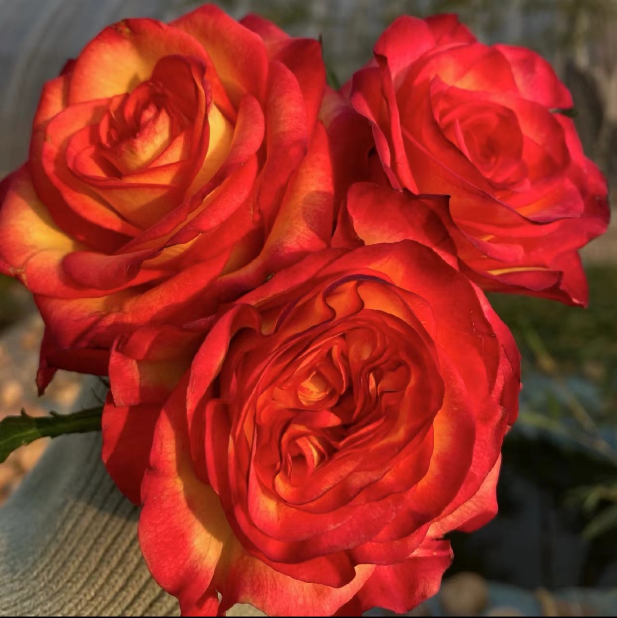 新品 桃之夭夭 月季花苗 大花直立切花灌木勤花玫瑰阳台庭院盆栽