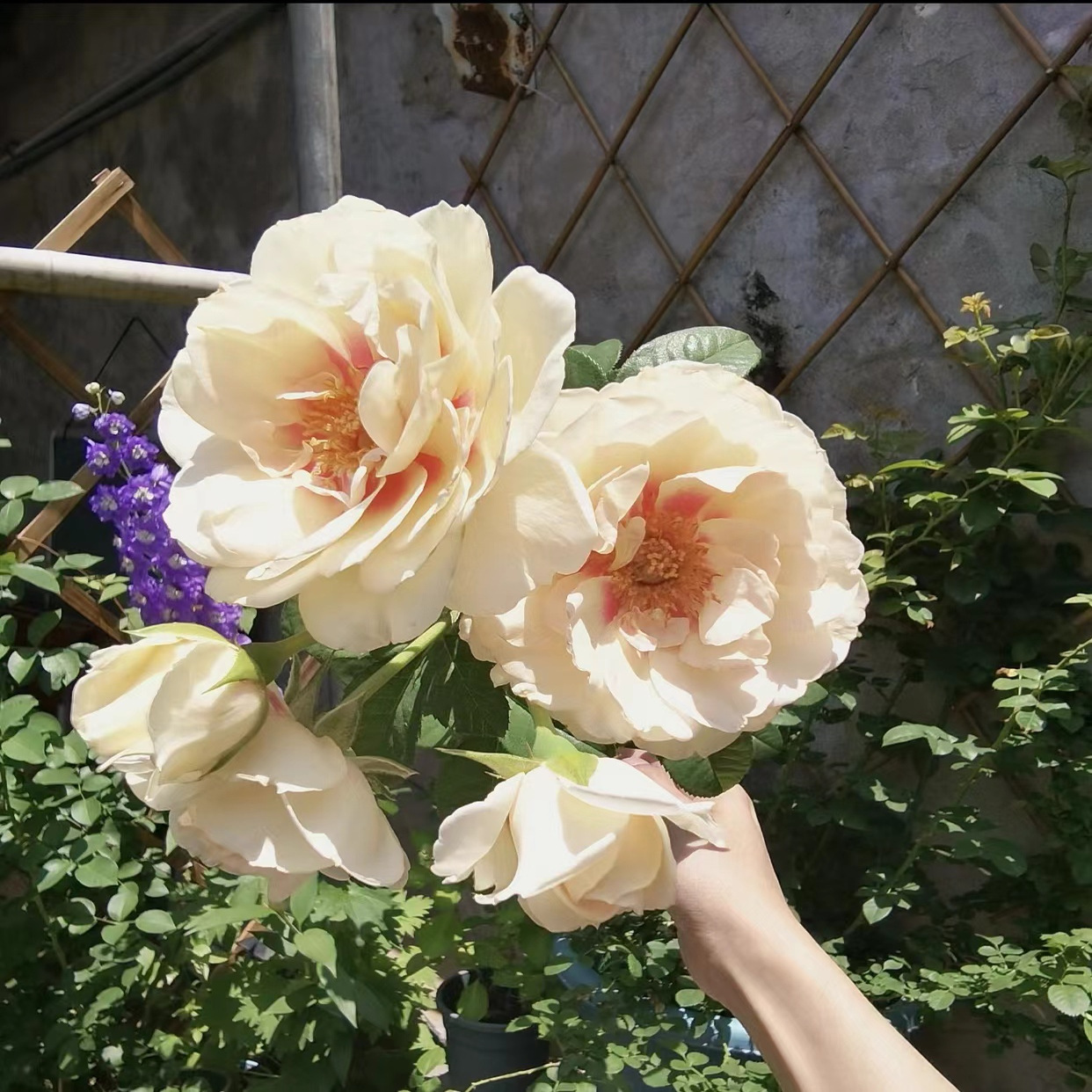 【剪秋水】月季 国月藤本中花米白色/粉色 爬藤庭院地栽 拱门盆栽