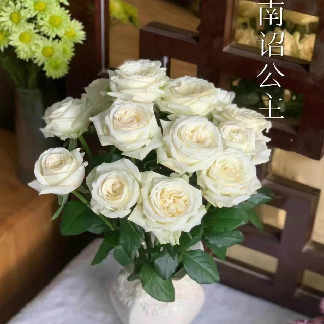 新品 南昭公主月季花苗 阳台系列盆栽玫瑰花庭院灌木花卉开花