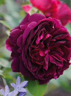 黑伍德 灌木 黑红色月季玫瑰小苗 勤花 重瓣净化空气室外