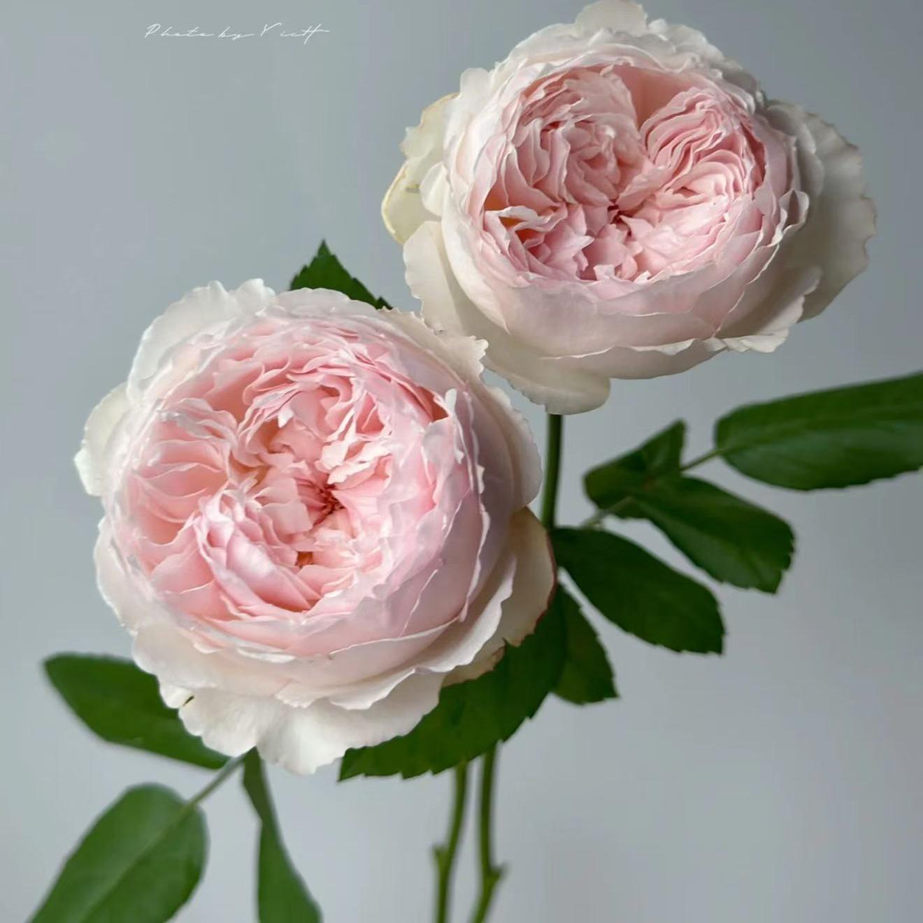 可爱瓷可可杯日本玫瑰