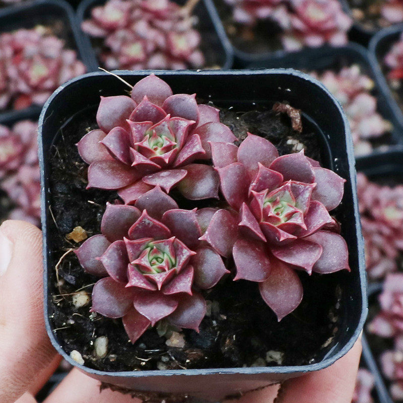 罗西玛多肉植物盆栽肉肉精品组合小盆栽绿植开花多肉新手好养