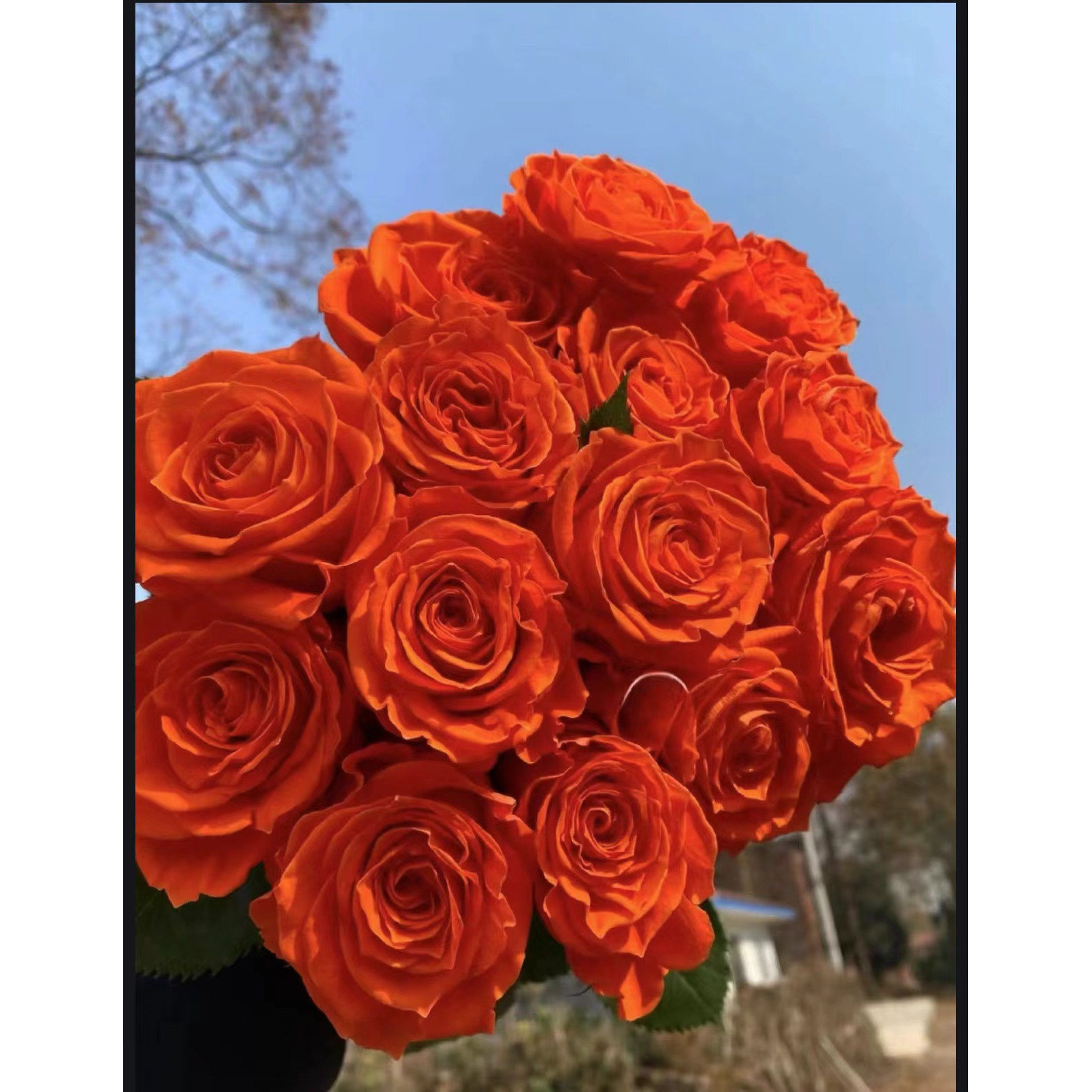 【橙色为一】月季花苗新品橙色切花月季花苗浓香四季庭院阳台