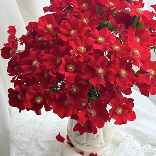 花苗耐热抗病地被正红大花单瓣勤花 ADR月季 低维护 红堡