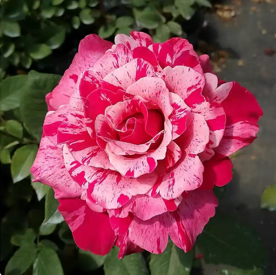 疯狂双色/俩疯子 月季花苗大花条纹玫瑰灌木勤花庭院阳台盆栽花卉