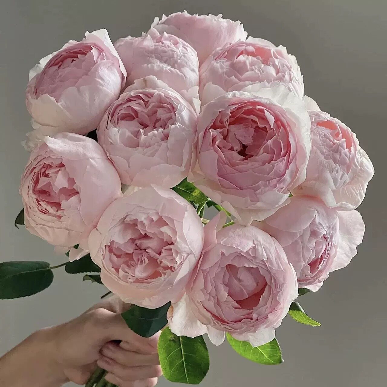 新品 芍药粉 月季花苗重瓣包子型多头勤花庭院阳台盆栽