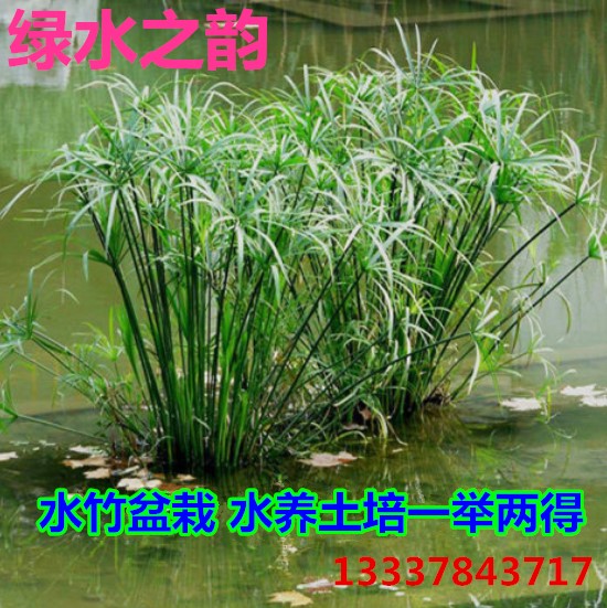 水竹苗盆栽水培旱伞草水养鱼池净水水生再力花黄菖蒲植物-封面