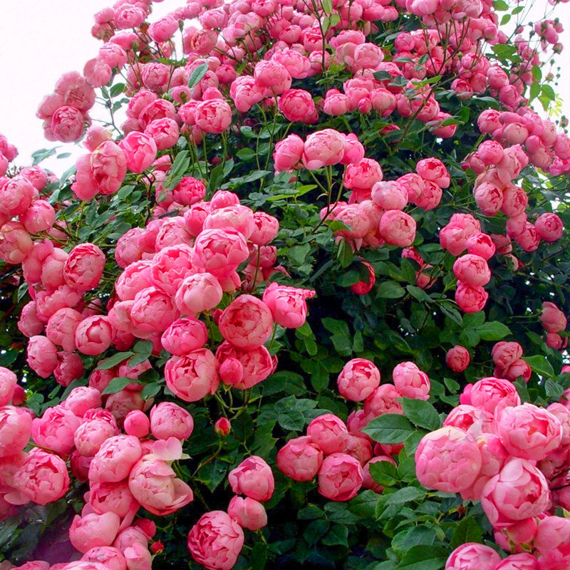 龙沙宝石月季盆栽花苗花卉