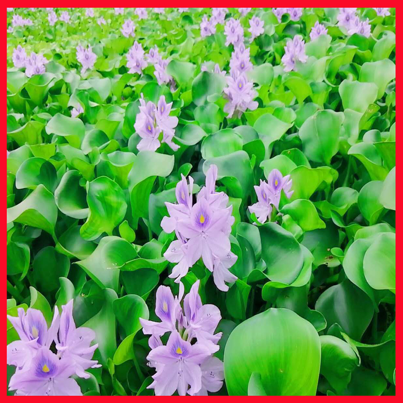 水葫芦植物水生凤眼莲葫芦苗水葫芦水培植物盆栽污水净化绿植四季