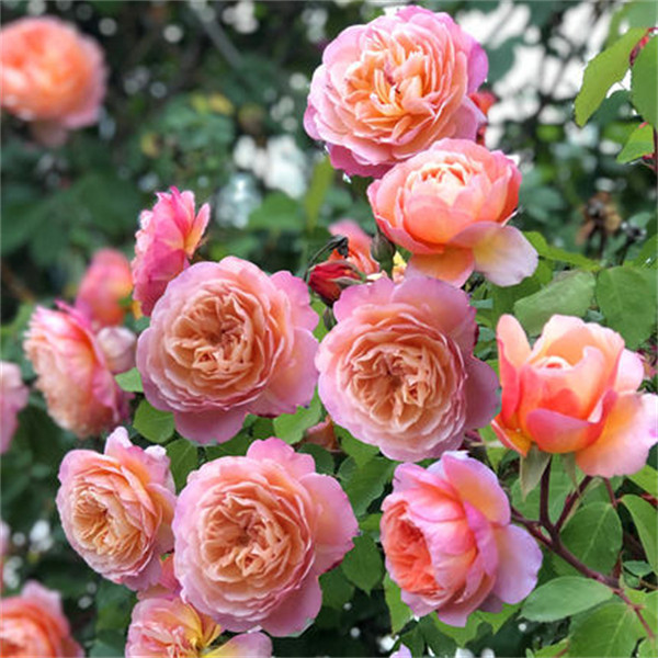 罗曼尼詹森月季扦插花苗变色玫瑰地栽庭院爬藤新手好养四季开花