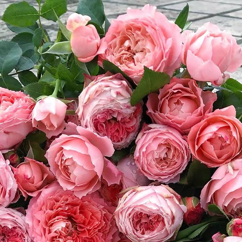 【甜蜜回音】 日月月季花苗多头灌木勤花月季 盆栽庭院阳台花卉,鲜花速递/花卉仿真/绿植园艺,月季/蔷薇/玫瑰,淘宝优惠券,粉丝福利购,淘宝优惠卷