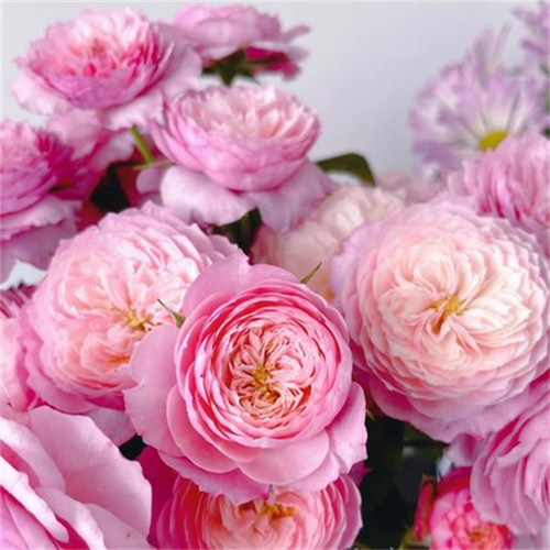 新品欧月【康斯坦茨】扦插花苗