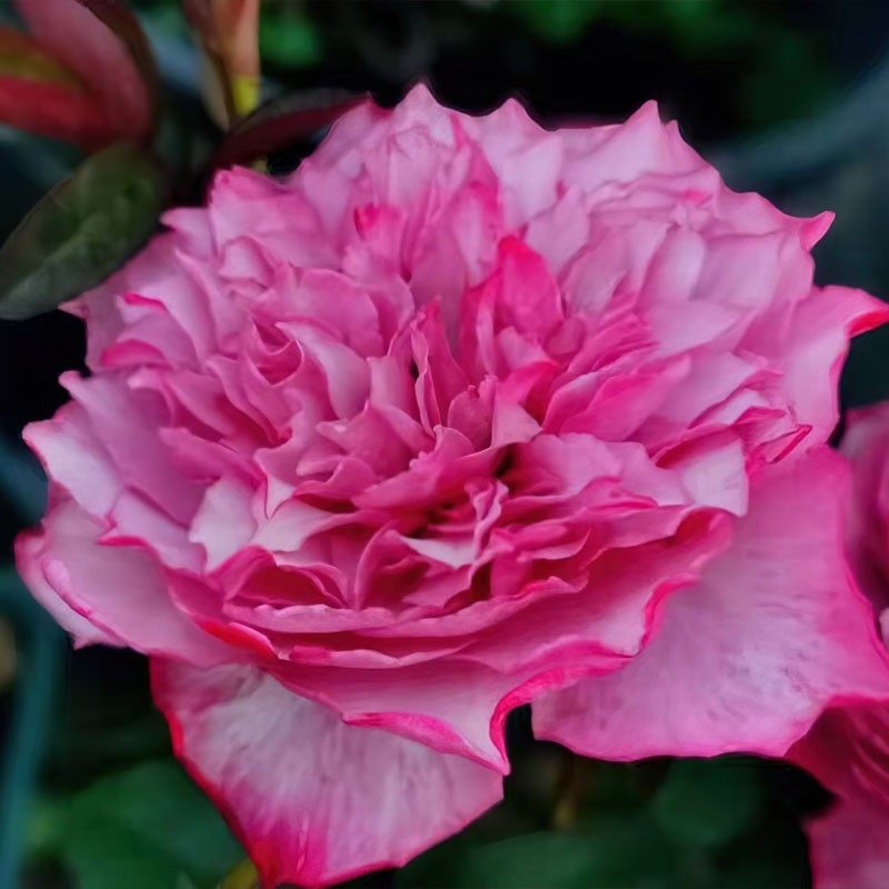 樱花飘 超新品肯尼亚切花月季 美人尖 耐开阳台盆栽花卉,鲜花速递/花卉仿真/绿植园艺,月季/蔷薇/玫瑰,淘宝优惠券,粉丝福利购,淘宝优惠卷