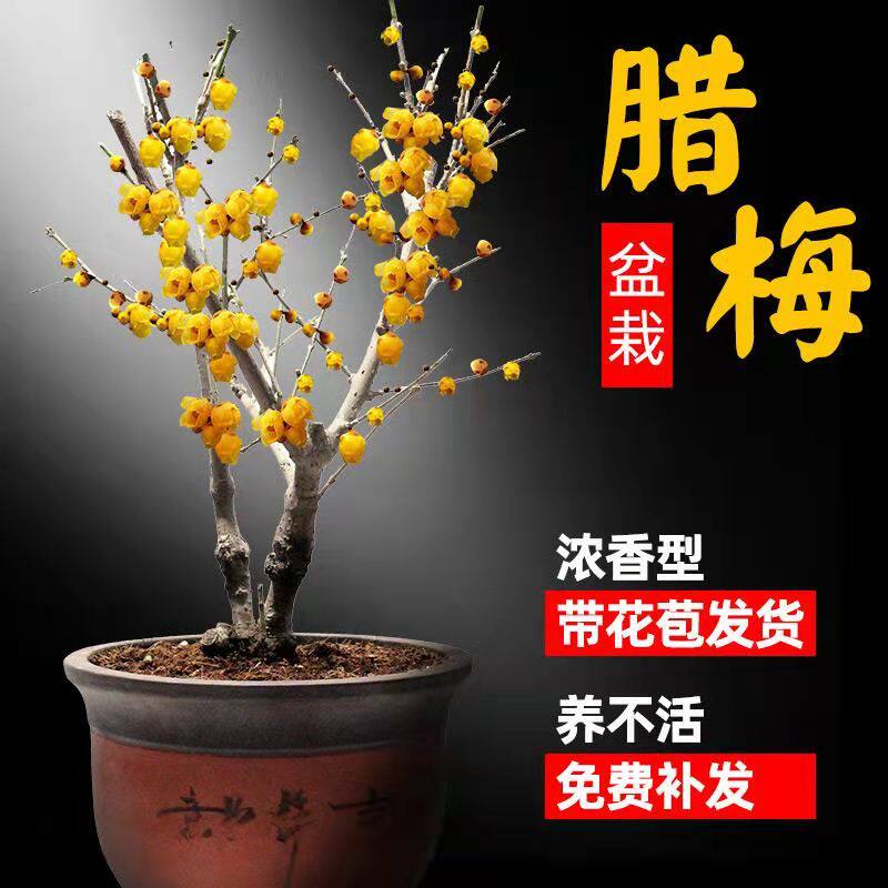 浓香型腊梅花树苗室内盆栽红梅花苗盆景素心老桩花卉植物庭院耐寒