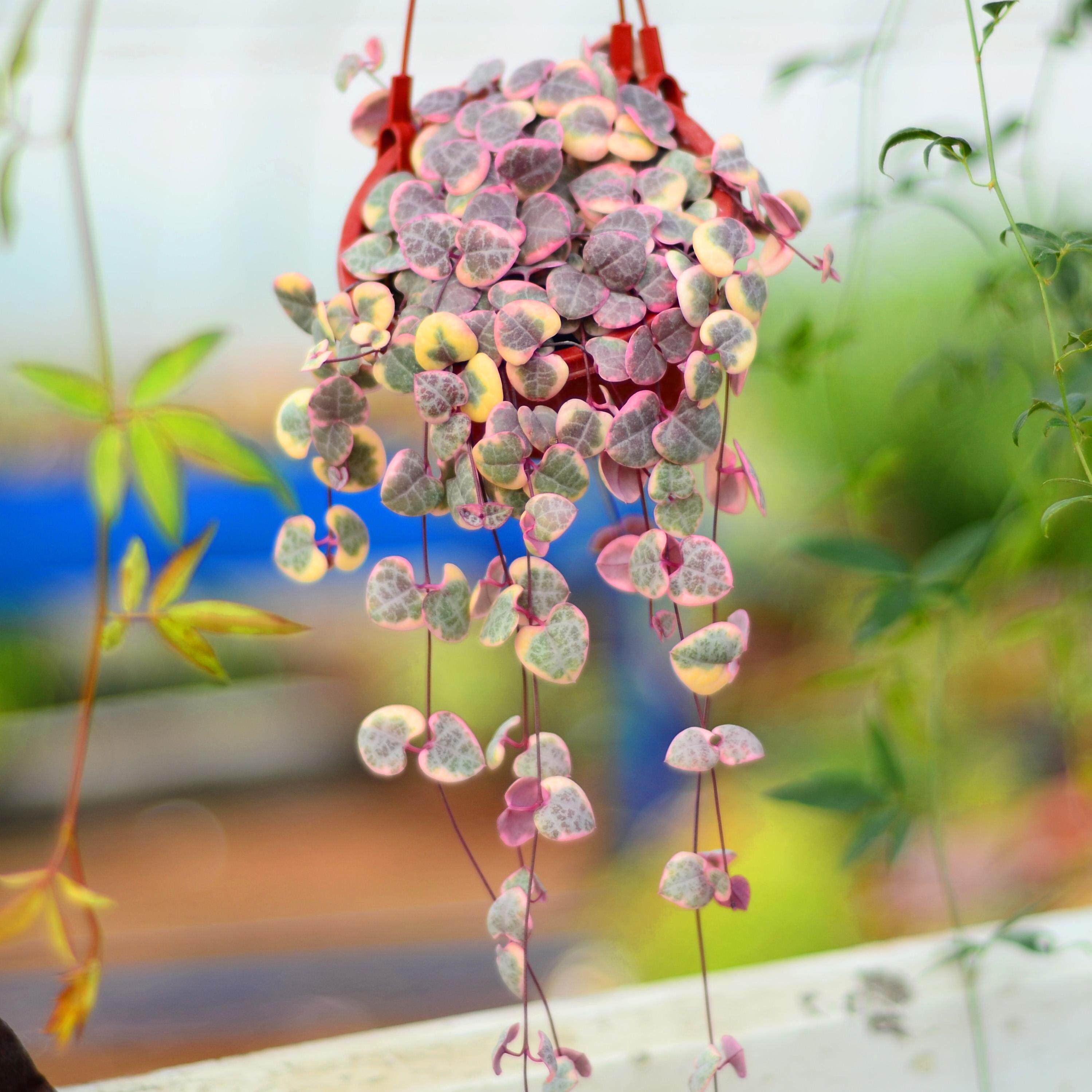 爱之蔓锦吊金钱多肉植物盆栽心心相印藤蔓垂吊植物一串心型吊兰