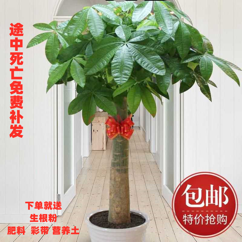 绿植独杆大棵客厅好养空气发财树