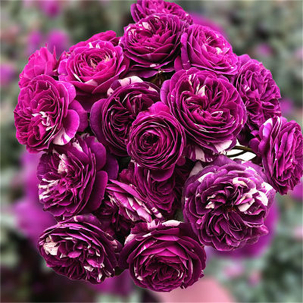 芬芳宝石扦插苗新品月季