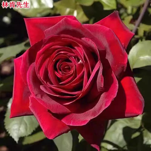 林肯先生庭院阳台盆栽花卉