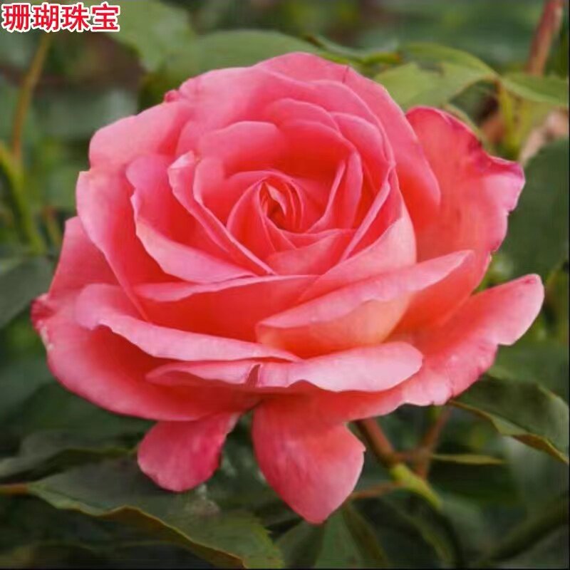 玫瑰超新品切花玫瑰扦插月季苗