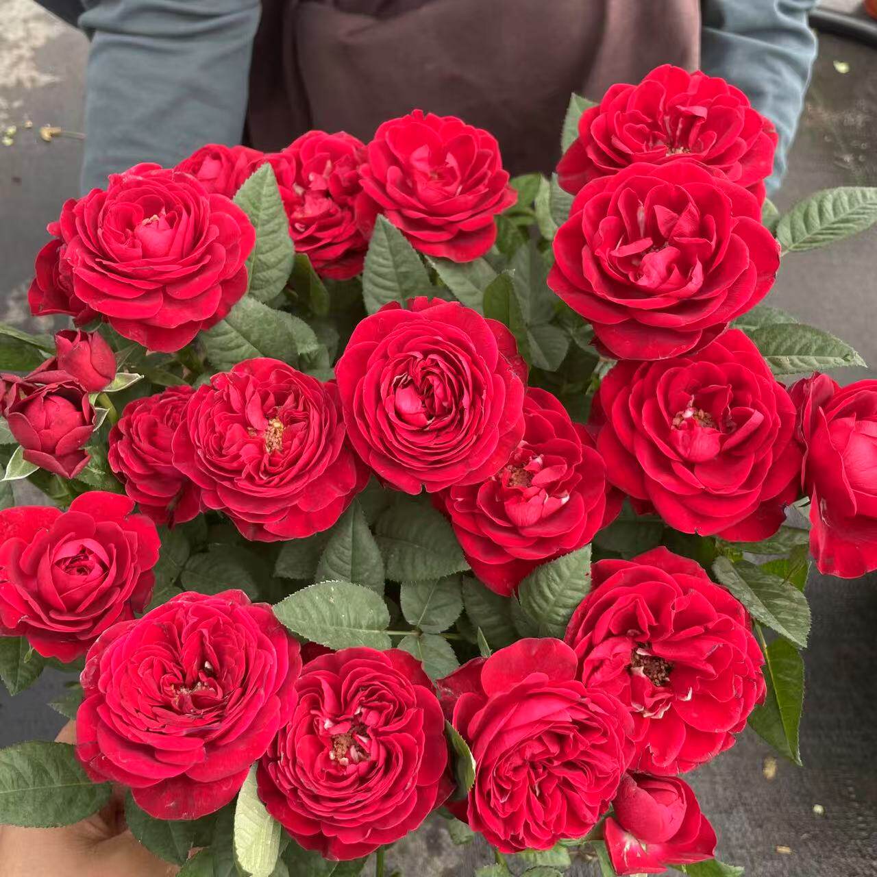 中国红 月季花苗大花灌木多头勤花月季 庭院阳台盆栽,鲜花速递/花卉仿真/绿植园艺,月季/蔷薇/玫瑰,淘宝优惠券,粉丝福利购,淘宝优惠卷