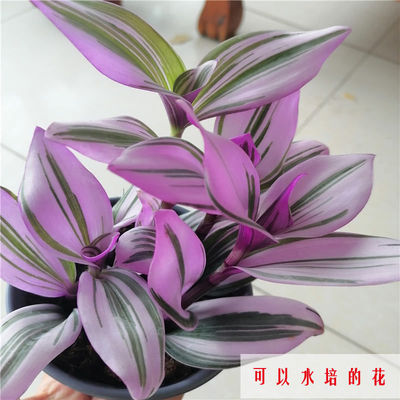 婚礼油画盆载吊兰荷兰室内植物玫红色观叶紫露草吊兰
