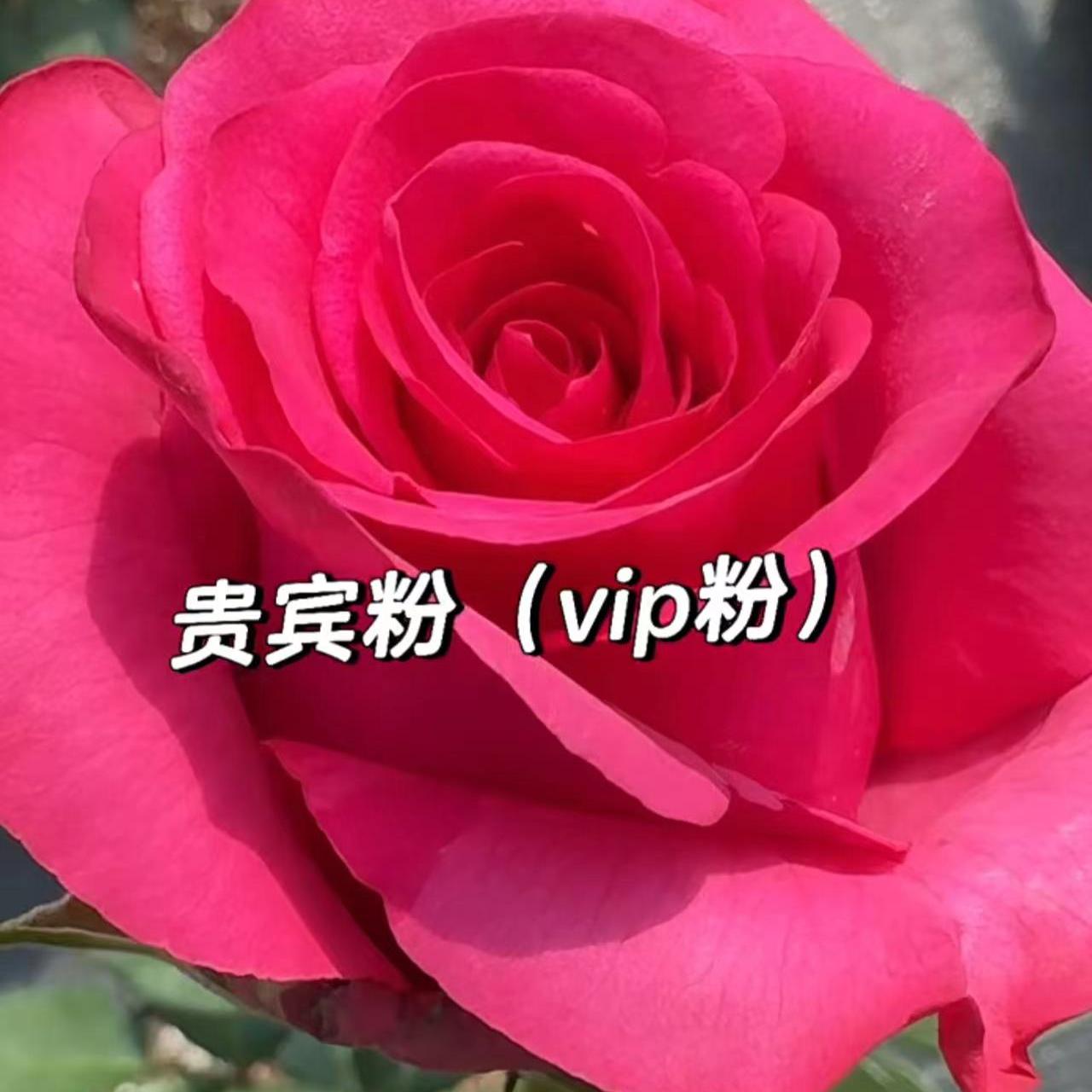 【VIP粉/贵宾粉】切花玫瑰月季耐热抗病花苗绿植盆栽阳台庭院花卉