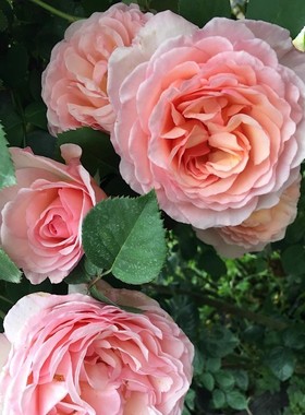 夏琳王妃浪漫绯句/浪漫俳句Haiku Romantika灌木浓香多季大花月季