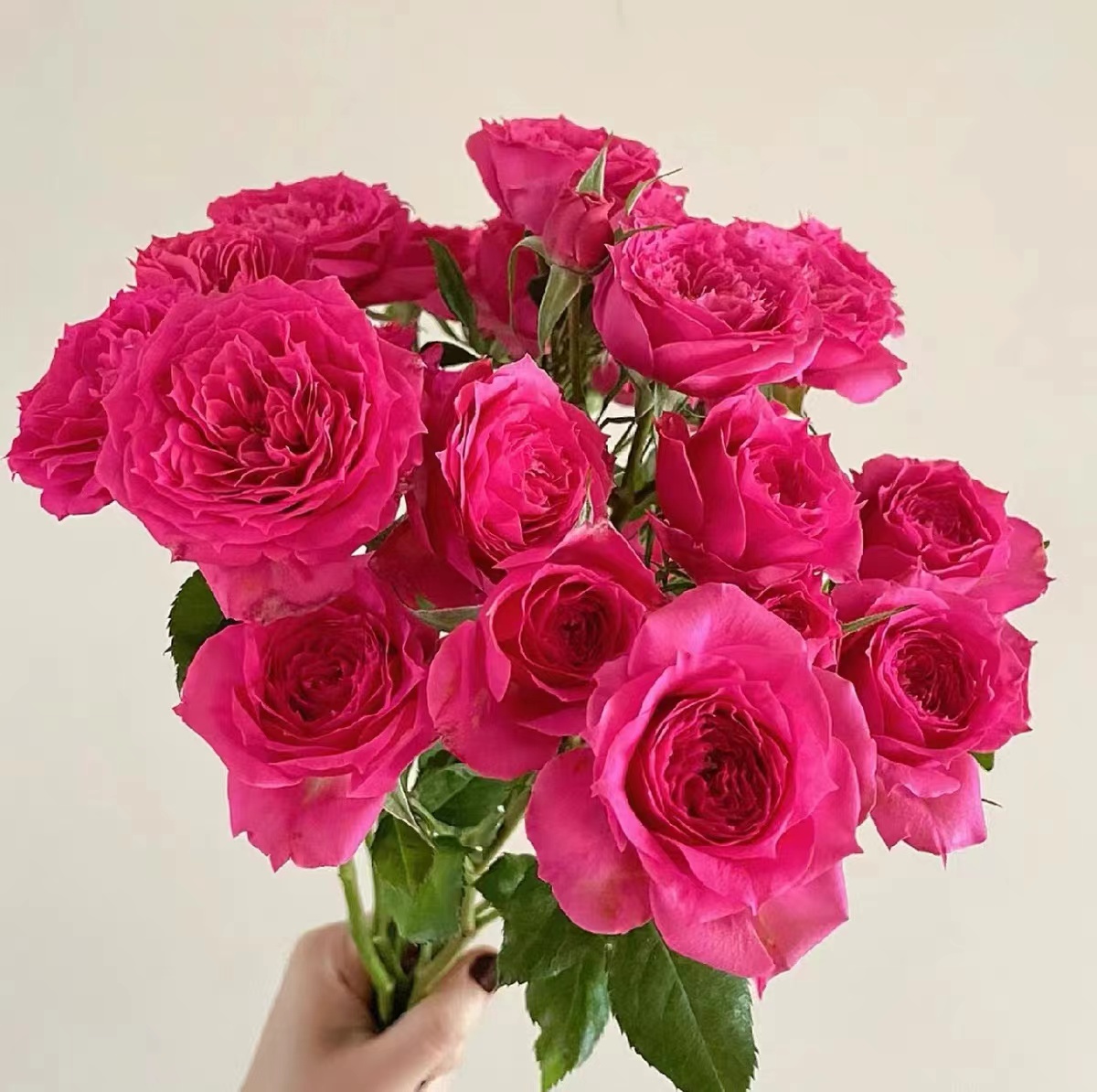 【苏菲宝贝】 多头玫瑰 月季花苗栽植庭院阳台盆栽耐热