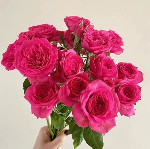 【苏菲宝贝】 多头玫瑰 月季花苗栽植庭院阳台盆栽耐热