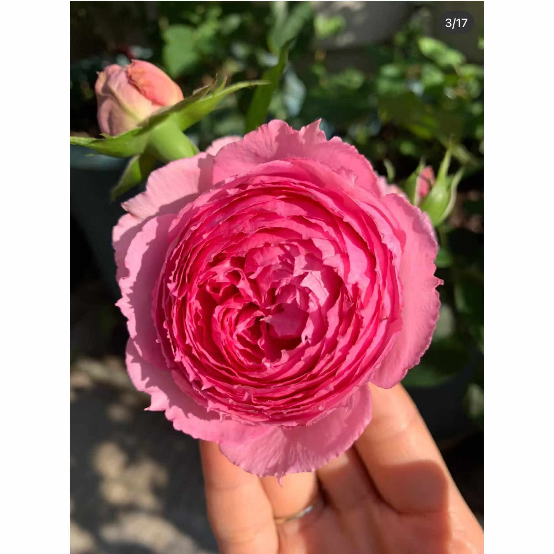 玫瑰花苗四季开花浓香型庭院阳台