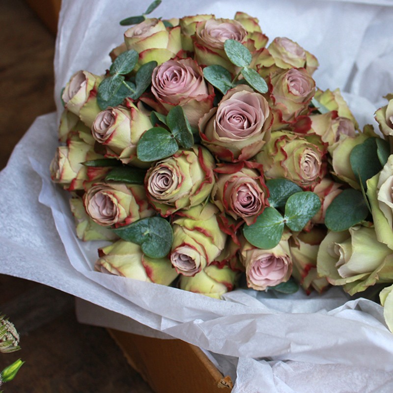 荷兰老人月季玫瑰复古杂交