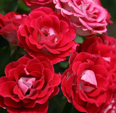 红宝石冰扦插花苗阳台