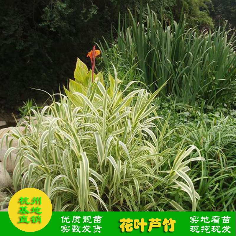 水生花卉花叶芦竹池塘 河道园林净化水质挺水植物芦苇苗花叶芦竹